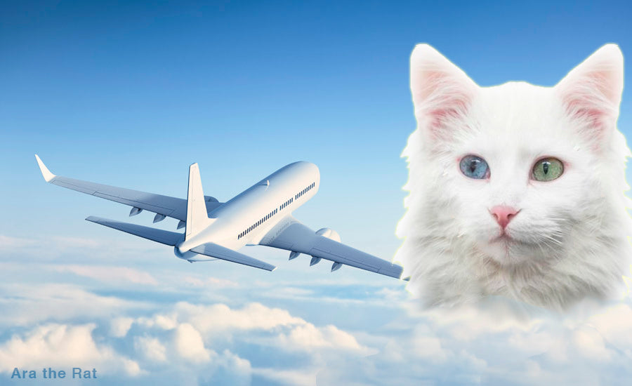 First Yerevan to Van Flight Takes Place